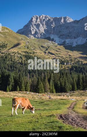 Die braune Kuh weidet auf der Wiese in den Bergen. Rinder auf Almweide. Stockfoto