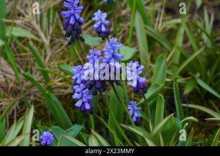 Trauben-Hyazinthen-Zwiebeln im Lateinischen, genannt Muscari Latifolium, wachsen in einer Kolonie. Stockfoto