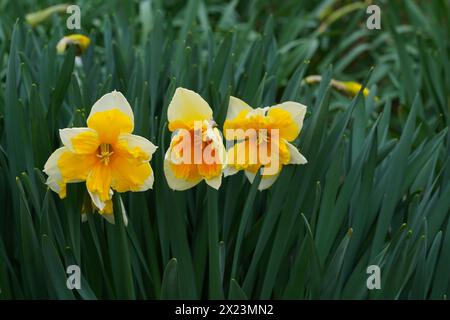 Narzissen Orangerie in voller Blüte. Stockfoto