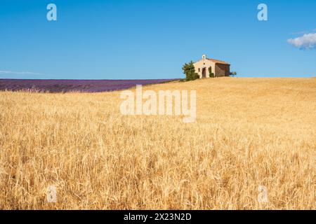 Sommerszene in der Provence, Weizen- und Lavendelfelder mit der kleinen Kapelle Entrevennes. Alpes-de-Haute-Provence, Frankreich Stockfoto