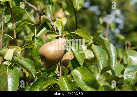 Eine Vielzahl von Birnenfrüchten, genannt Gellert's Butterbirne, die auf dem Baum inmitten üppiger Laub gefangen werden. Der Name Pyrus communis wird lateinisch genannt. Stockfoto