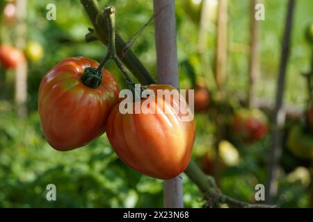 Zwei fleischige Beefsteak-Tomaten wachsen auf einem Stamm. Im Hintergrund gibt es mehr Tomatenpflanzen mit Früchten. Stockfoto