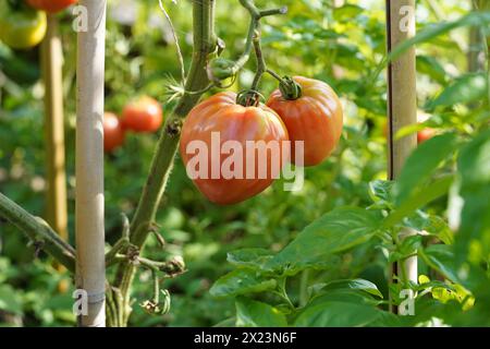Zwei große Orangenfleische mit Beefsteak-Tomaten, die auf einem Stamm wachsen. Im Hintergrund gibt es mehr Tomatenpflanzen mit Früchten. Stockfoto