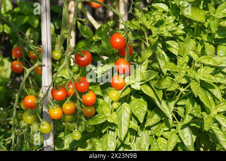 Kirschtomaten Früchte wachsen und Reifen. Stockfoto