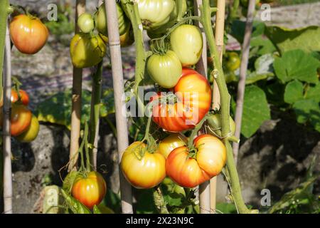 An einem Stamm wachsen fleischige Beefsteak-Tomaten in verschiedenen reifezuständen. Im Hintergrund gibt es mehr Tomatenpflanzen mit Früchten. Stockfoto