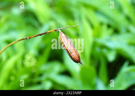 Hängende Samenkapsel des letzten Jahres von chinesischer Orchidee (Bletilla striata, Bletilla hyacinthina). Langkiefer-Orbfleber Tetragnatha an der Unterseite. Stockfoto