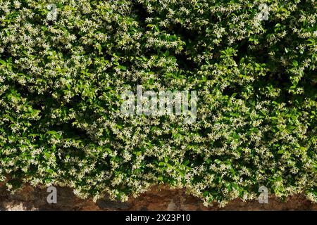 Südlicher Jasmin oder Sternjasmin oder Rhynchospermum jasminoides, in voller Blüte, bedeckt eine Wand Stockfoto