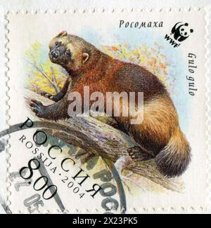 RUSSLAND - CA. 2004: Briefmarke gedruckt von Russland, zeigt Gulo, ca. 2004 Stockfoto