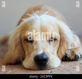 Hund, Cocker Spaniel und entspannen oder ruhen Sie sich im Freien mit Gesicht auf Pflaster, ruhige und friedliche, pelzige Haustier. Tier, Hündchen und flauschige Begleiter für Sicherheit Stockfoto