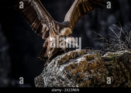 Eurasischer Gänsegeier, Parque Nacional de Monfragüe, Spanien Stockfoto