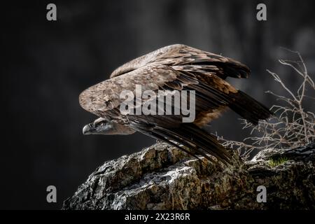 Eurasischer Gänsegeier, Parque Nacional de Monfragüe, Spanien Stockfoto