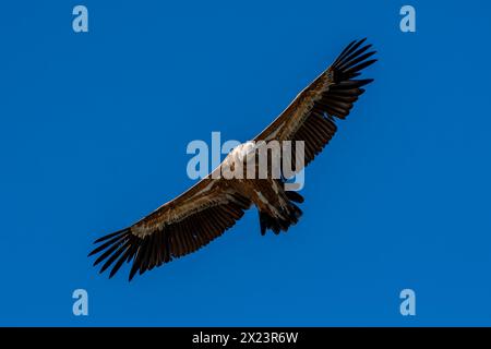 Eurasischer Gänsegeier, Parque Nacional de Monfragüe, Spanien Stockfoto