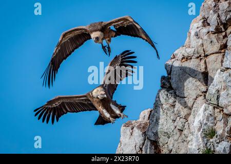 Eurasischer Gänsegeier, Parque Nacional de Monfragüe, Spanien Stockfoto