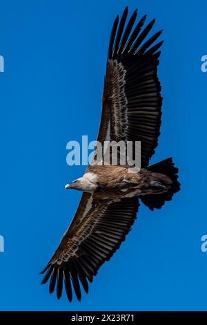 Eurasischer Gänsegeier, Parque Nacional de Monfragüe, Spanien Stockfoto