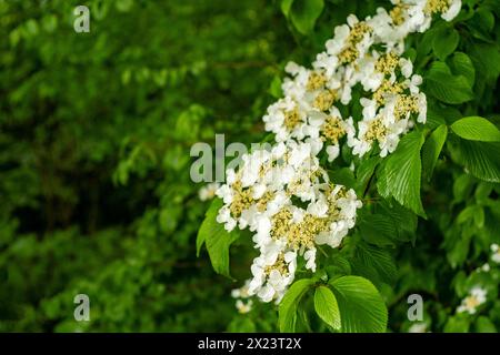 Wunderschöner weißer Viburnum plicatum im Frühling Stockfoto