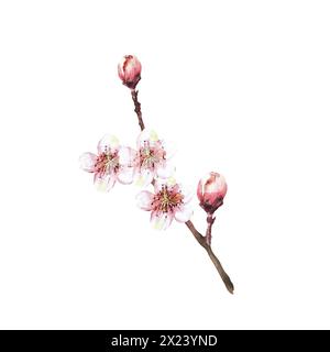 Ein blühender Zweig aus Baum-, Sakura-, Kirsch-, Apfel- oder Aprikosenknospen und Blüten. Frühlingsblüten, Frühlingsaquarell Clipart für Karte, Etikettendruck Stockfoto