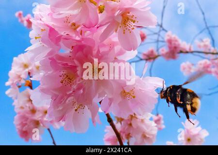Eine Hummel sucht Nektar in den Blueten einer japanischen Bluetenkirsche, auch Orientalische Kirsche, Ostasiatische Kirsche oder Grannenkirsche genannt, am 26.03.2024 in Goehren-Lebbin, Mecklenburg-Vorpommern. Eine Hummel sucht am 26. März 2024 in Goehren-Lebbin, Mecklenburg-Vorpommern nach Nektar in den Blüten einer japanischen Kirsche, auch Orientalische Kirsche, Ostasienkirsche oder Borstenkirsche genannt. Suche: Deutschland Mecklenburg-Vorpommern Tourismus Natur Pflanzen Baum Baeume Zierkirsche Kirschbaum Kirschbaeume Japan Blueten Bluetenfest Bluetezeit rosa Fruehling Wetter Stockfoto
