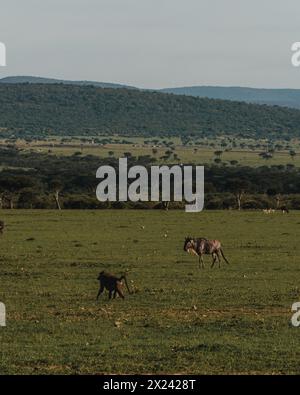 Ein einsamer Olivenpaan zieht über das Masai Mara Grasland Stockfoto