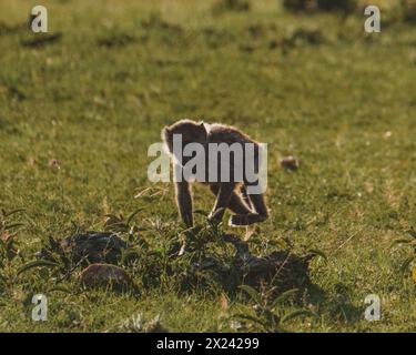 Ein einsamer Olivenpaan zieht über das Masai Mara Grasland Stockfoto