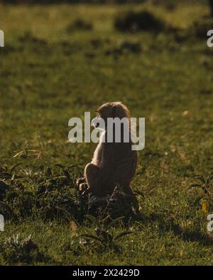 Ein einsamer Olivenpaan zieht über das Masai Mara Grasland Stockfoto