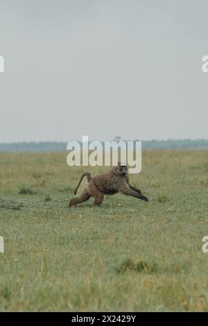 Ein einsamer Olivenpaan zieht über das Masai Mara Grasland Stockfoto