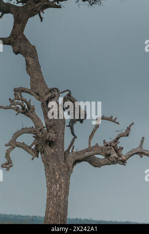 Ein einsamer Olivenpaan zieht über das Masai Mara Grasland Stockfoto