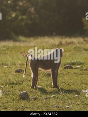 Ein einsamer Olivenpaan zieht über das Masai Mara Grasland Stockfoto