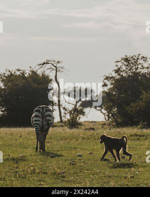 Ein einsamer Olivenpaan zieht über das Masai Mara Grasland Stockfoto