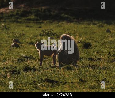 Olivenpaviane Streifen über das Masai Mara Grasland Stockfoto