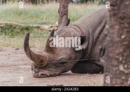 Baraka, ein widerstandsfähiges blindes Nashorn, ruht in der Ol Pejeta Conservancy Stockfoto