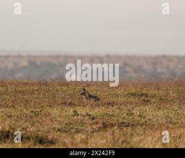 Der alarmierte Fledermausfuchs, der auf Ol Pejetas Grasland auf der Suche ist Stockfoto