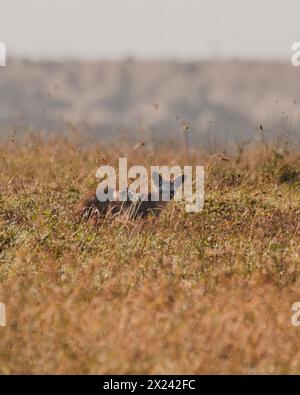 Der alarmierte Fledermausfuchs, der auf Ol Pejetas Grasland auf der Suche ist Stockfoto