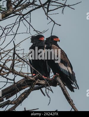 Gepaarte Bateleur-Adler, die die Savanne von einem hohen Ast aus vermessen Stockfoto