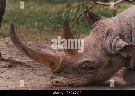 Baraka, ein widerstandsfähiges blindes Nashorn, ruht in der Ol Pejeta Conservancy Stockfoto