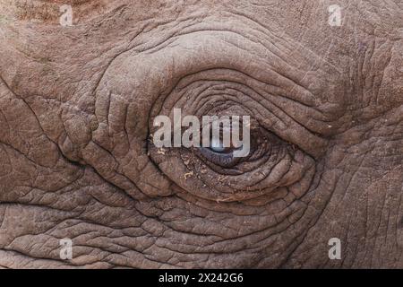 Baraka, ein widerstandsfähiges blindes Nashorn, ruht in der Ol Pejeta Conservancy Stockfoto