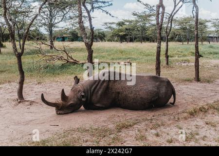 Baraka, ein widerstandsfähiges blindes Nashorn, ruht in der Ol Pejeta Conservancy Stockfoto