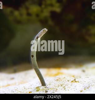 Porträt eines gefleckten Gartenaals, Heteroconger hassi Stockfoto