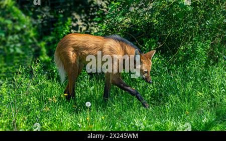 Mähnenwolf (Chrysocyon brachyurus) in typischem Cerrado-Grünland-Habitat Stockfoto