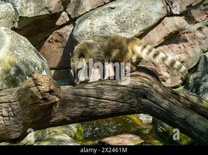 Südamerikanischer nasenbär oder Ring-tailed Nasenbär (Nasua nasua) Stockfoto