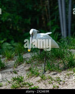 Eurasische Löffler oder gemeinsame Löffler (Platalea Leucorodia) Stockfoto