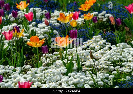 Gelbe Tulpen im Wlhema Stuttgart. Baden Württemberg, Deutschland, Europa Stockfoto