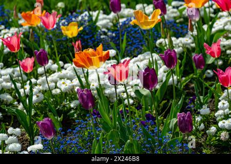 Gelbe Tulpen im Wlhema Stuttgart. Baden Württemberg, Deutschland, Europa Stockfoto