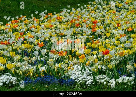 Gelbe Tulpen im Wlhema Stuttgart. Baden Württemberg, Deutschland, Europa Stockfoto