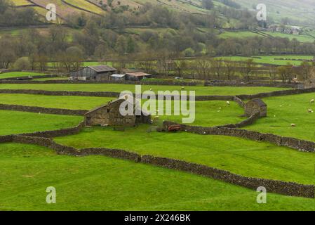 Landschaft der Meadow Fields in Swaledale, Yorkshire Dales National Park, England. Steinscheunen und Steinmauern. Habitat der Heuwiese. Stockfoto