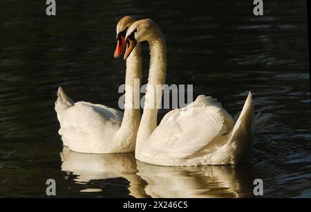 Zwei stumme Schwäne auf dem Wasser in Stratford, Ontario Stockfoto