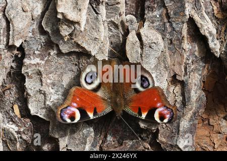 Ein Pfauenfalter sitzt auf der Rinde eines Baumes mit ausgebreiteten Flügeln und sonnt sich in der Sonne. Stockfoto