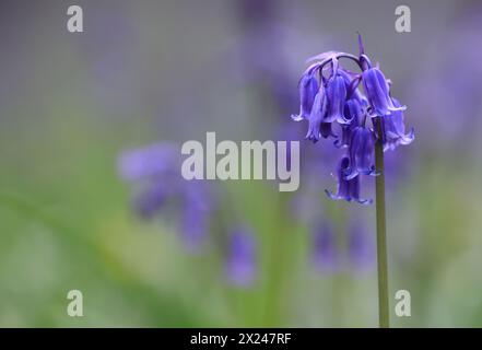 Bluebells in Kings Wood, Challock, April 2024, in Kent, Großbritannien Stockfoto