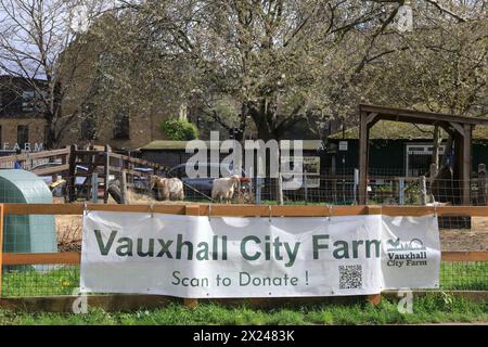 Vauxhall City Farm, eine der ältesten und zentralsten Bauernhöfe in London, Großbritannien Stockfoto