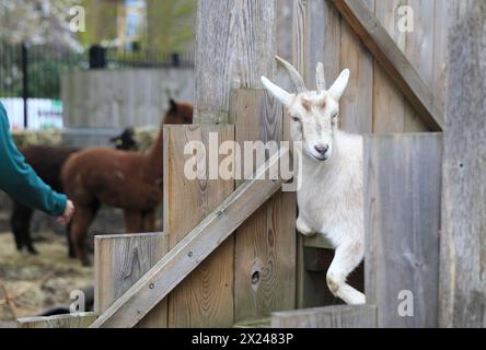 Ziegen auf der Vauxhall City Farm, einer der ältesten und zentralsten Bauernhöfe in London, Großbritannien Stockfoto