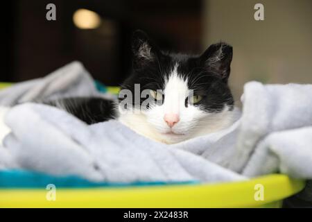 Die Katze lebt auf der Vauxhall City Farm, einer der ältesten und zentralsten Bauernhöfe in London, Großbritannien Stockfoto